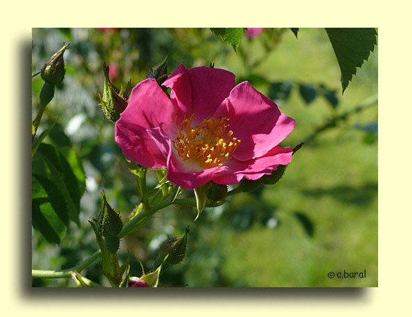 Rosier 'American Pillar'
