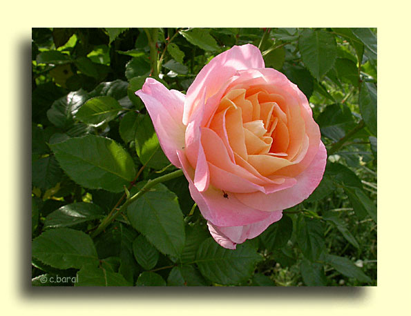 Rosier Isabelle Autissier