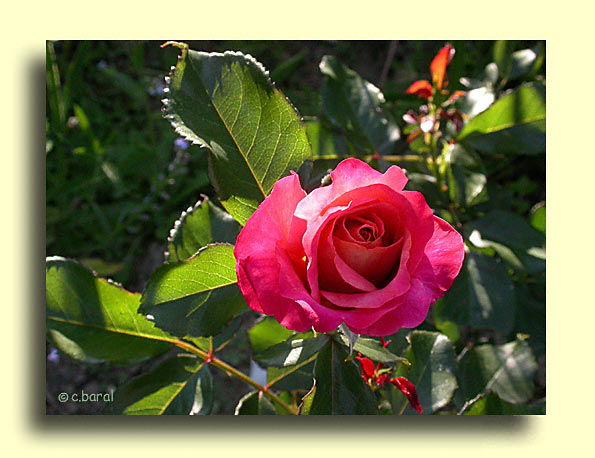 Rosier Belle Epoque