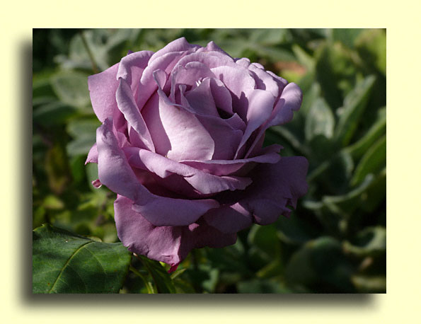 Rosier 'Bernadette Lafont'