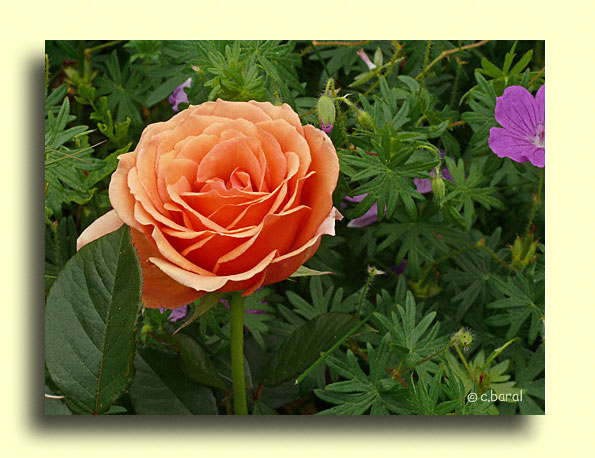 Rosier 'Bora-Bora'