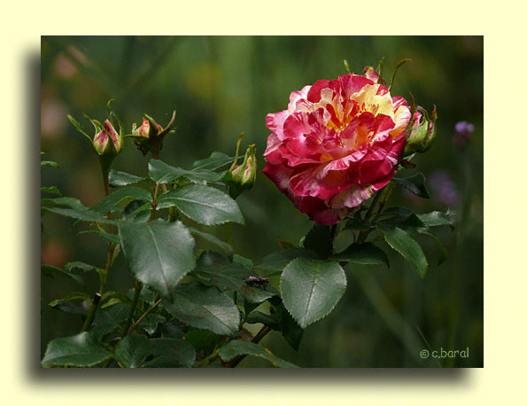 Rosier 'Camille Pissarro'