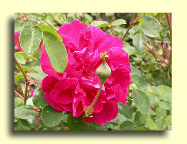Rosier Cerise Bouquet