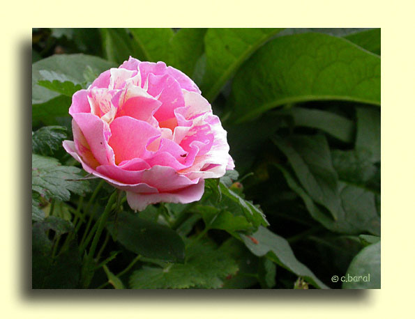 Rosier 'Claude Monet'