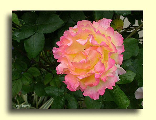 Rosier Emeraude d'Or