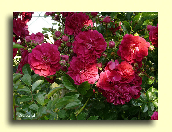 Rosier 'Excelsa'