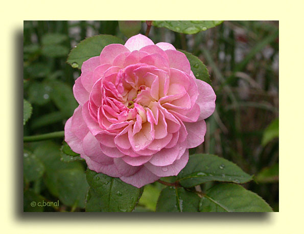 Rosier 'Félicia'