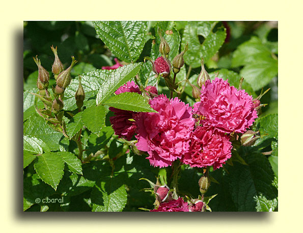 Rosier 'F. J. Grootendorst'