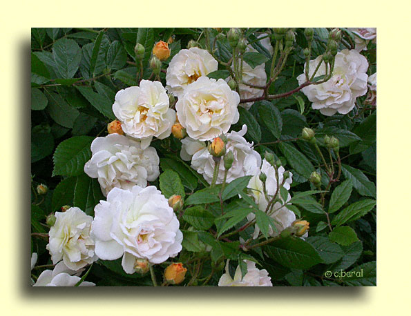 Rosier Ghislaine de Féligonde