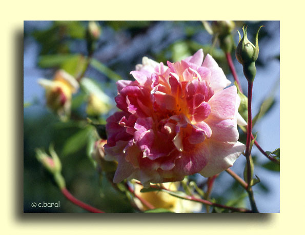 Rosier 'Henri Barruet'