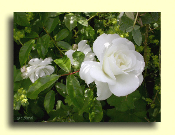 Rosier 'Iceberg' syn. 'Fée des Neiges'