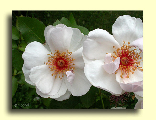 Rosier 'Jacqueline du Pré'