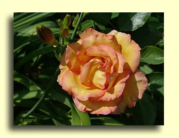 Rosier 'Jules Verne'