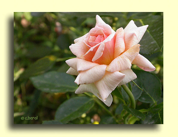 Rosier 'Marjolaine'