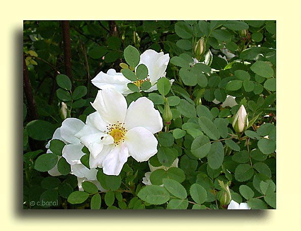 Rosier 'Nevada'