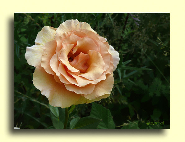 Rosier 'Paco Rabanne'