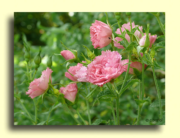 Rosier 'Pink Grootendorst'