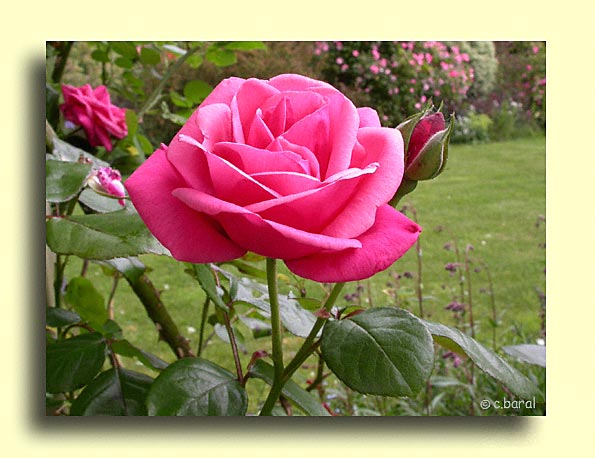 Rosier Pink Perpetue