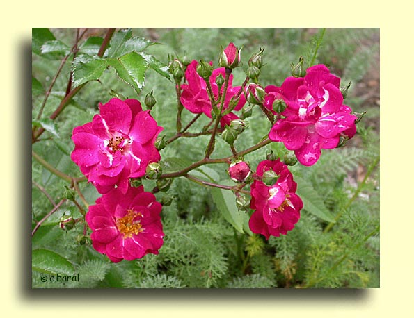 Rosier Pollux
