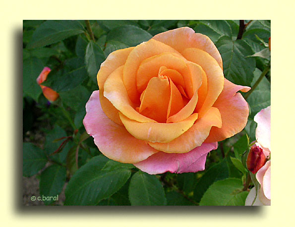 Rosier 'Remy Martin'