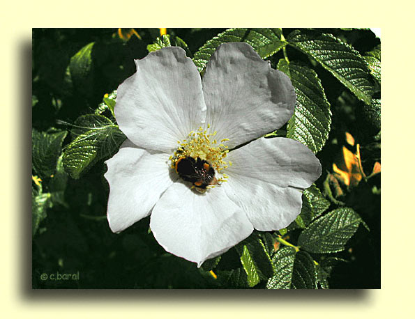 Rosa rugosa alba