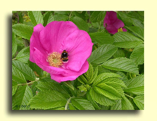 Rosa rugosa scabrosa