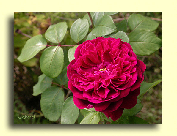 Rosier 'William Shakespeare'
