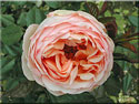 Rosier Anglais 'Candy Rain'