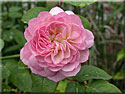 Rosier 'Félicia'