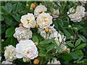 Rosier Ghislaine de Féligonde