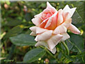 Rosier 'Marjolaine'