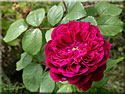 Rosier William Shakespeare
