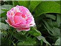 Rosier 'Claude Monet'