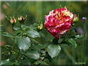 Rosier 'Camille Pissarro'