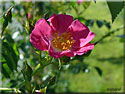 Rosier American Pillar
