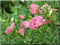 Rosier 'Pink Grootendorst'