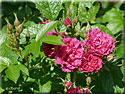 Rosier 'F. J. Grootendorst'