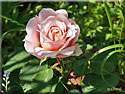 Rosier Paul Bocuse