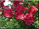 Rosier Excelsa
