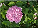 Rosier Jacques Cartier