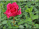 Rosier 'Alexandra Renaissance'