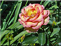 Rosier 'Jules Verne'