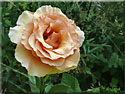 Rosier 'Paco Rabanne'