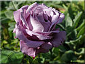 Rose 'Bernadette Lafont'