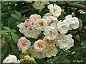 Rosier 'Treasure Trove'