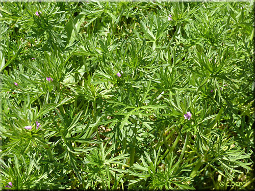 Géranium découpé, Geranium dissectum Geranium dissectum, Géranium découpé