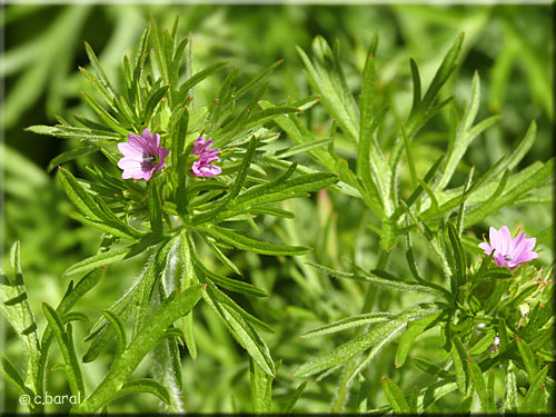 Geranium dissectum, Géranium découpé Géranium découpé, Geranium dissectum
