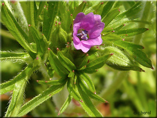 Fleurs du Géranium découpé Géranium découpé, fleurs
