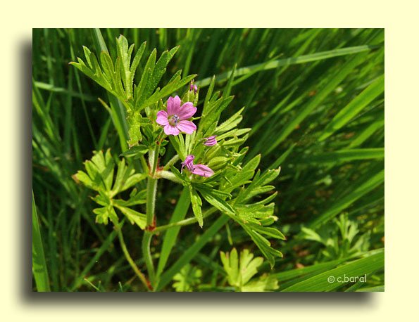 Geranium dissectum, Granium dcoup