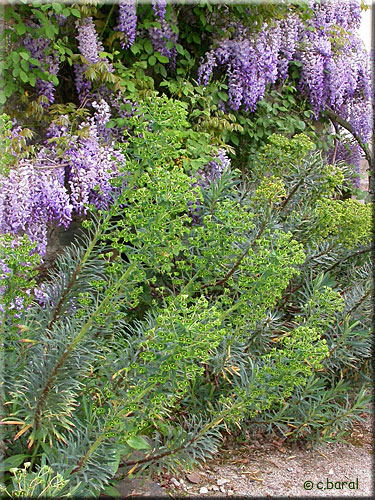 Euphorbia characias Euphorbia characias,Euphorbe des garrigues ou des vallons